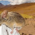 o specie de soarece supravietuieste la altitudini mai mari decat orice alt mamifer 6a5a3e615186f
