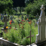 obiecte ciudate descoperite pe mormantul victimei lui emil ganj politia face cercetari pentru profanare de morminte 6a54aaca42b67