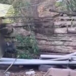 un barbat de 78 de ani din alba cercetat penal dupa ce a omorat o pisica in bataie si a aruncat o peste gard 6a500d89cdd38
