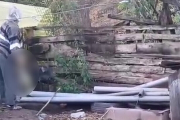 un barbat de 78 de ani din alba cercetat penal dupa ce a omorat o pisica in bataie si a aruncat o peste gard 6a500d89cdd38