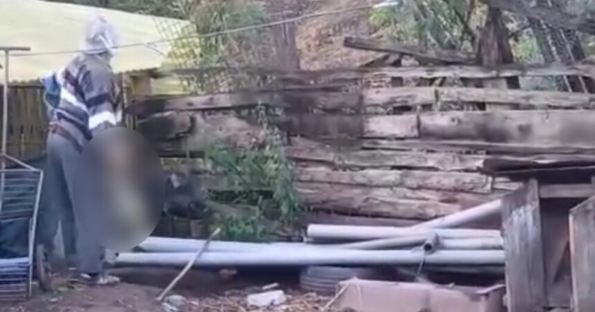 un barbat de 78 de ani din alba cercetat penal dupa ce a omorat o pisica in bataie si a aruncat o peste gard 6a500d89cdd38