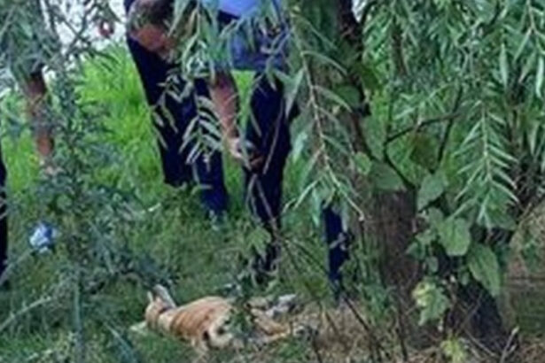 un barbat din prahova a fost retinut sub acuzatia ca a ucis un caine ancheta politiei deschisa la insistentele societatii civile 6a4fcac019fc2