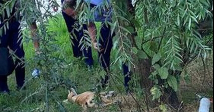 un barbat din prahova a fost retinut sub acuzatia ca a ucis un caine ancheta politiei deschisa la insistentele societatii civile 6a4fcac019fc2
