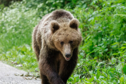 un urs a ajuns intr o localitate aflata la cativa kilometri de bucuresti localnicii au fost alertati ce spune prefectura ilfov 6a4e48092ff0e