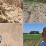 video arsita face prapad in sahara olteniei culturi intregi in pericol din cauza temperaturilor extreme e dezastru 6a44c4bea501c
