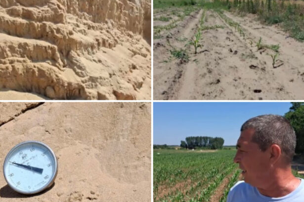 video arsita face prapad in sahara olteniei culturi intregi in pericol din cauza temperaturilor extreme e dezastru 6a44c4bea501c