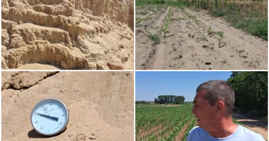 video arsita face prapad in sahara olteniei culturi intregi in pericol din cauza temperaturilor extreme e dezastru 6a44c4bea501c