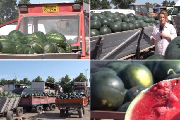 video dezamagire printre cultivatorii de pepeni din dabuleni dupa ce pretul a scazut la jumatate fata de 2025 cat costa acum kilogramul 6a4c7b7a6da3c