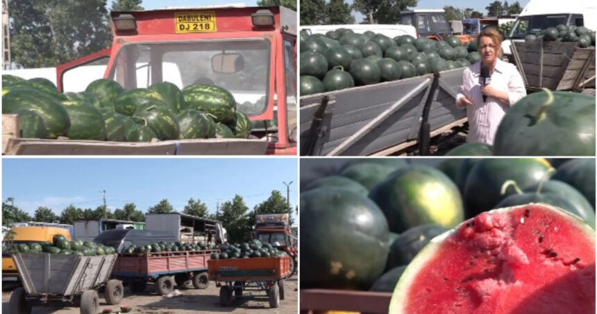 video dezamagire printre cultivatorii de pepeni din dabuleni dupa ce pretul a scazut la jumatate fata de 2025 cat costa acum kilogramul 6a4c7b7a6da3c