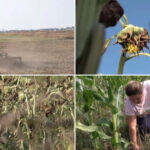 video fermierii din dolj in pragul dezastrului sute de culturi de porumb si floarea soarelui aproape ca s au uscat din cauza secetei 6a61d3c88379d