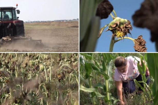 video fermierii din dolj in pragul dezastrului sute de culturi de porumb si floarea soarelui aproape ca s au uscat din cauza secetei 6a61d3c88379d