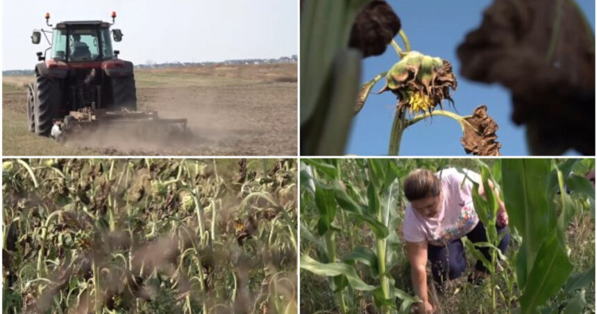 video fermierii din dolj in pragul dezastrului sute de culturi de porumb si floarea soarelui aproape ca s au uscat din cauza secetei 6a61d3c88379d