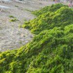 video invazia de alge in mamaia infurie turistii marea a devenit o salata autoritatile intervin in fiecare seara e un fenomen natural 6a451109e6ee8