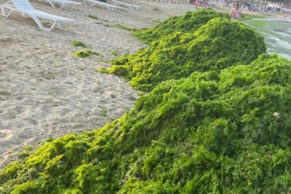 video invazia de alge in mamaia infurie turistii marea a devenit o salata autoritatile intervin in fiecare seara e un fenomen natural 6a451109e6ee8