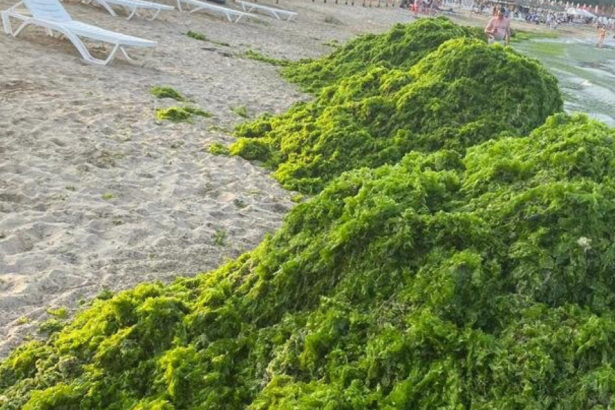 video invazia de alge in mamaia infurie turistii marea a devenit o salata autoritatile intervin in fiecare seara e un fenomen natural 6a451109e6ee8