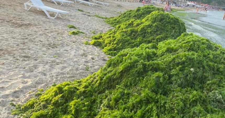 video invazia de alge in mamaia infurie turistii marea a devenit o salata autoritatile intervin in fiecare seara e un fenomen natural 6a451109e6ee8