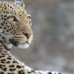 video momentul in care un leopard a intrat intr un magazin de bauturi alcoolice din india 6a5fe30ee0380