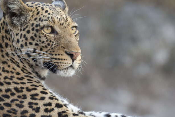 video momentul in care un leopard a intrat intr un magazin de bauturi alcoolice din india 6a5fe30ee0380