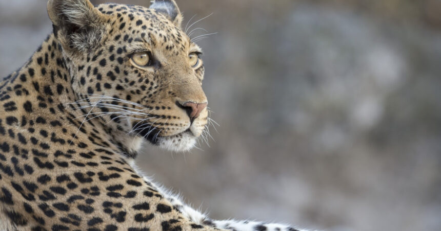 video momentul in care un leopard a intrat intr un magazin de bauturi alcoolice din india 6a5fe30ee0380