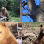 video patru ursi orfani din zarnesti adoptati in franta povestea emotionanta a primilor emigranti ai speciei din romania 6a6c313b73629