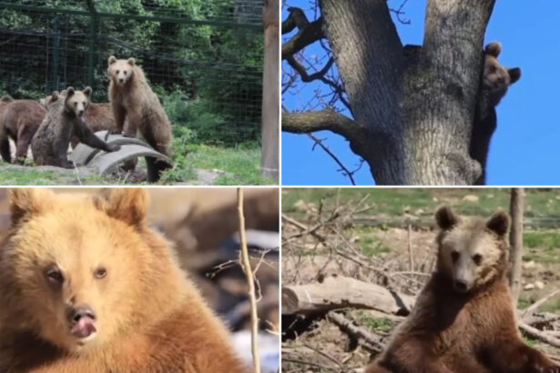 video patru ursi orfani din zarnesti adoptati in franta povestea emotionanta a primilor emigranti ai speciei din romania 6a6c313b73629