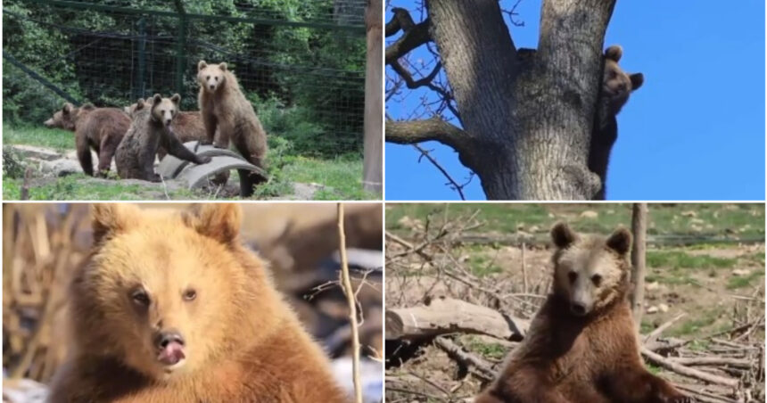 video patru ursi orfani din zarnesti adoptati in franta povestea emotionanta a primilor emigranti ai speciei din romania 6a6c313b73629