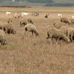 video seceta ii obliga pe fermieri sa si hraneasca animalele cu castraveti si pepeni pasunile sunt parjolite iar fantanile au secat 6a6b341ba42a7