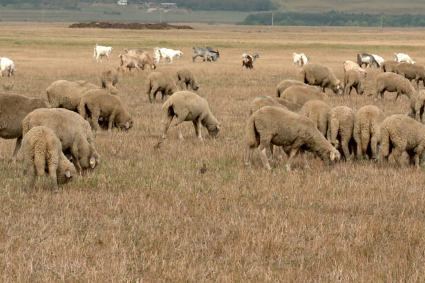 video seceta ii obliga pe fermieri sa si hraneasca animalele cu castraveti si pepeni pasunile sunt parjolite iar fantanile au secat 6a6b341ba42a7