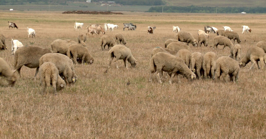 video seceta ii obliga pe fermieri sa si hraneasca animalele cu castraveti si pepeni pasunile sunt parjolite iar fantanile au secat 6a6b341ba42a7