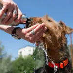 video testez cu mana asfaltul animalele de companie extrem de vulnerabile la canicula care sunt semnele insolatiei la caini 6a44a089f1b4a