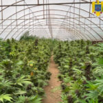 videofoto captura record de canabis in neamt peste 2 600 de plante si un laborator clandestin descoperite de anchetatori 6a47a9aa9d792