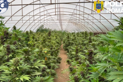 videofoto captura record de canabis in neamt peste 2 600 de plante si un laborator clandestin descoperite de anchetatori 6a47a9aa9d792