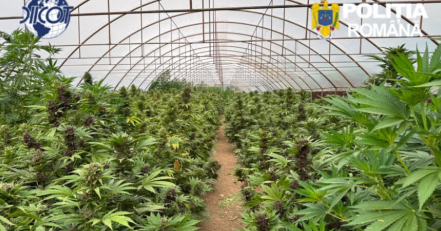 videofoto captura record de canabis in neamt peste 2 600 de plante si un laborator clandestin descoperite de anchetatori 6a47a9aa9d792