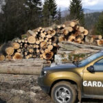 buzoianu garda forestiera a descoperit una dintre cele mai mari zone de taieri ilegale de arbori din ultimii ani 6a7acde549da1