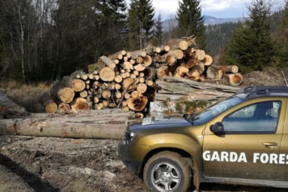 buzoianu garda forestiera a descoperit una dintre cele mai mari zone de taieri ilegale de arbori din ultimii ani 6a7acde549da1