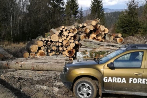 buzoianu garda forestiera a descoperit una dintre cele mai mari zone de taieri ilegale de arbori din ultimii ani 6a7acde549da1