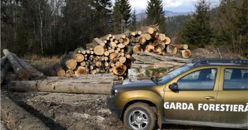buzoianu garda forestiera a descoperit una dintre cele mai mari zone de taieri ilegale de arbori din ultimii ani 6a7acde549da1