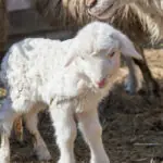 focar de variola la oi si capre in braila autoritatile au mobilizat 50 de experti pentru a limita raspandirea bolii 6a86caff815cc