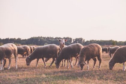 focar de variola ovina intr o ferma din iasi 6a70b9a7996ad
