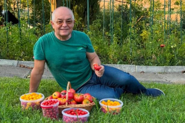 imagini din gradina lui emil boc primarul din cluj napoca a cules primele rosii cultivate de el o satisfactie pe care niciun magazin nu o poate oferi 6a72e0c50b92b