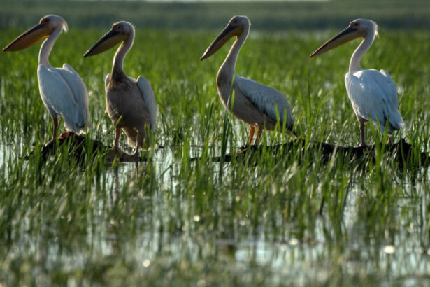 ministerul mediului a publicat lista zonelor prioritare pentru biodiversitate ce suprafete sunt incluse 6a71cda283d18