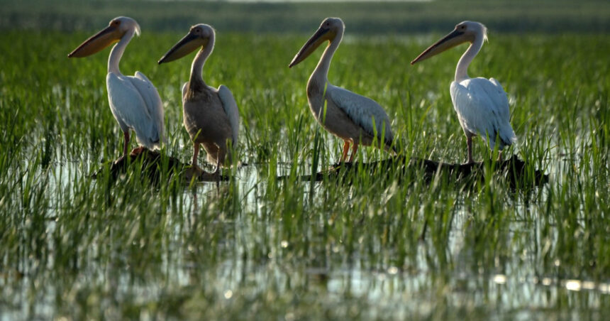 ministerul mediului a publicat lista zonelor prioritare pentru biodiversitate ce suprafete sunt incluse 6a71cda283d18