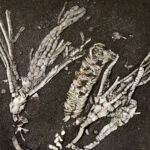 o descoperire extrem de rara fosila unei creaturi marine de 450 de milioane de ani ascunde tesuturi inca moi 6a8b3e2ab74fe
