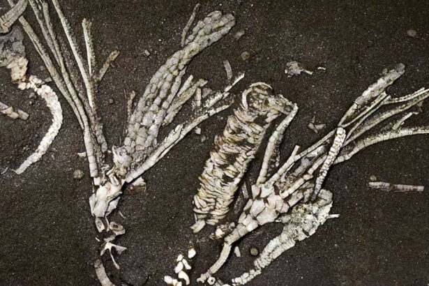 o descoperire extrem de rara fosila unei creaturi marine de 450 de milioane de ani ascunde tesuturi inca moi 6a8b3e2ab74fe