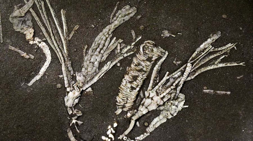 o descoperire extrem de rara fosila unei creaturi marine de 450 de milioane de ani ascunde tesuturi inca moi 6a8b3e2ab74fe