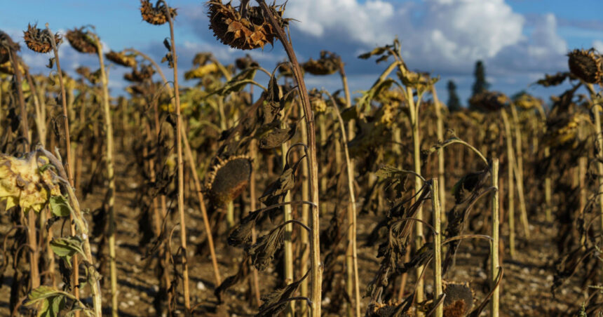 recolte catastrofale in europa valurile de caldura si seceta provoaca o criza fara precedent pentru fermieri 6a8405b1b296c