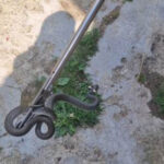 sarpe de un metru gasit in curtea unei familii din arad cum explica biologii aparitia acestor animale in gospodarii 6a71abf93e6fe