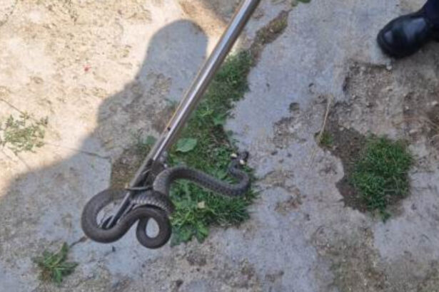 sarpe de un metru gasit in curtea unei familii din arad cum explica biologii aparitia acestor animale in gospodarii 6a71abf93e6fe