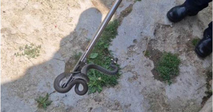 sarpe de un metru gasit in curtea unei familii din arad cum explica biologii aparitia acestor animale in gospodarii 6a71abf93e6fe