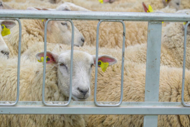 transport ilegal cu 50 de oi oprit in vaslui animalele au fost plasate sub sechestru iar soferul a fost amendat cu 20 000 de lei 6a7c7cc9b61cc